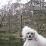 おばあちゃんとことり