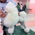 FCIに向けて