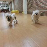ことりとレオくんでドッグラン!