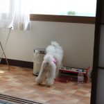 ことりと小旅行(白浜編2)