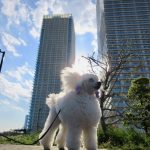 晴海の高層マンションとことり