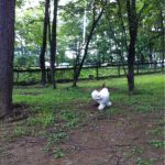 八ヶ岳わんわんパラダイス