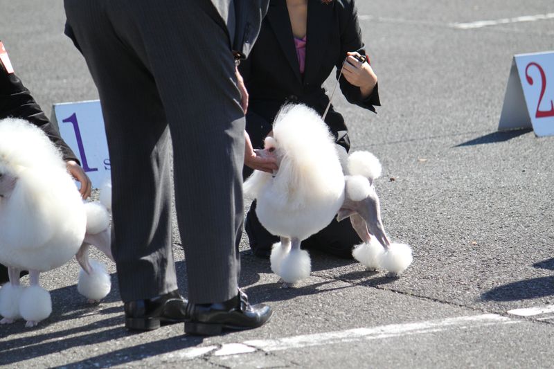 2010年11月3日市川愛犬クラブ＠中山競馬場
