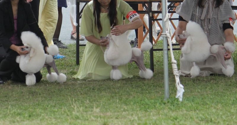 2011年6月12日ヨコハマベイサイドドッグクラブ展＠川崎市東扇島公園多目的広場